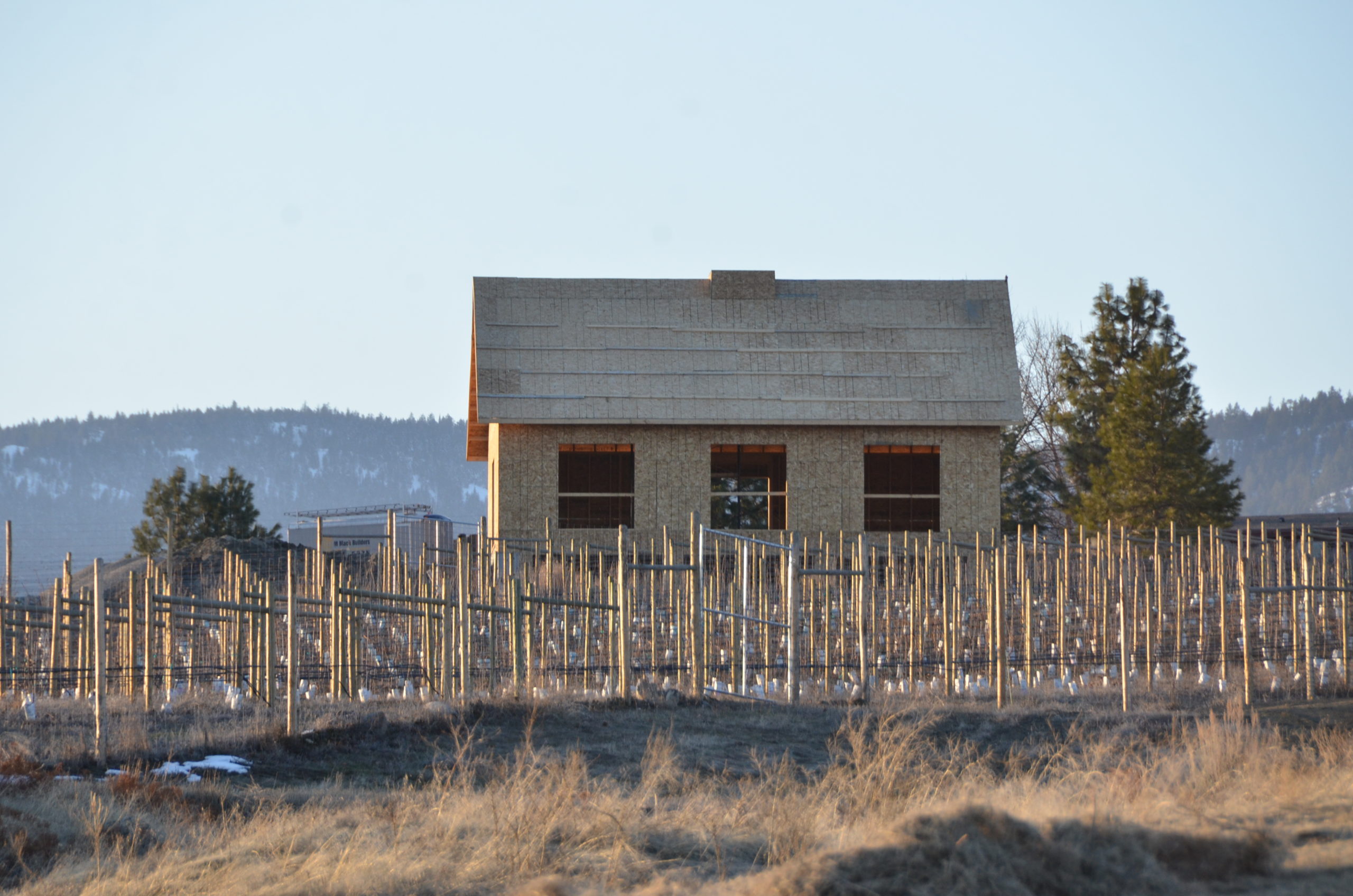 An unfinished building sits in the distance with a young vineyard in the foreground. 